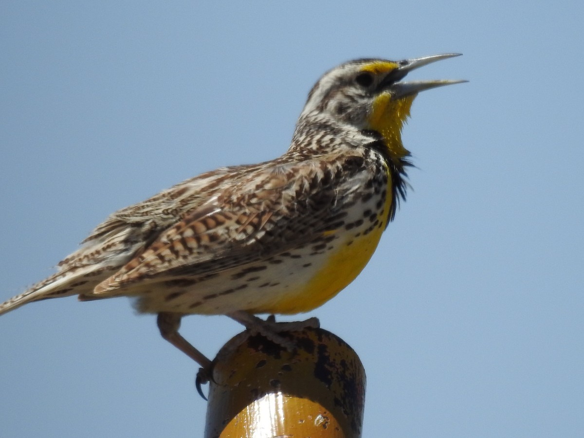 Western Meadowlark - Becky Boley