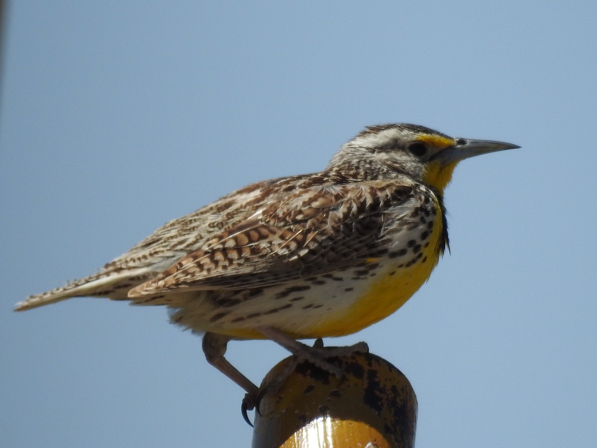 Western Meadowlark - Becky Boley