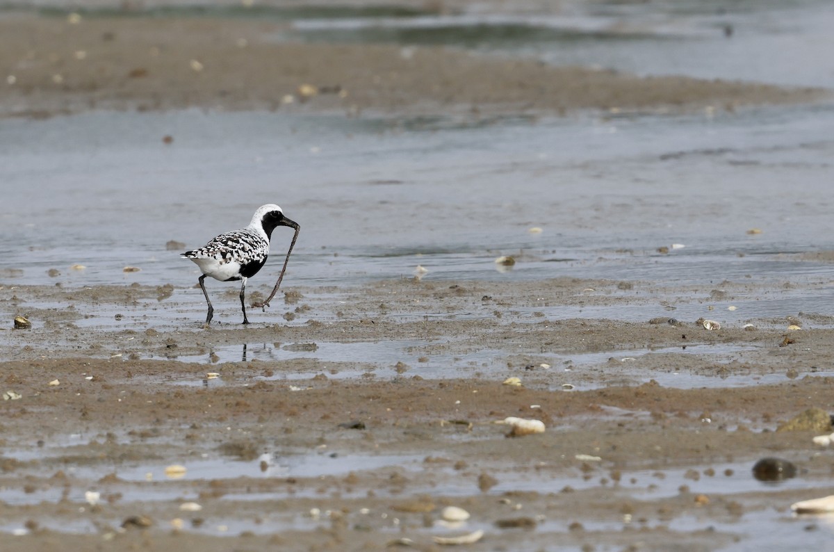 Black-bellied Plover - Lisa Goodwin