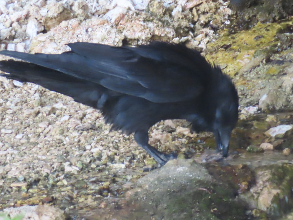 Common Raven - Ursula  Mitra