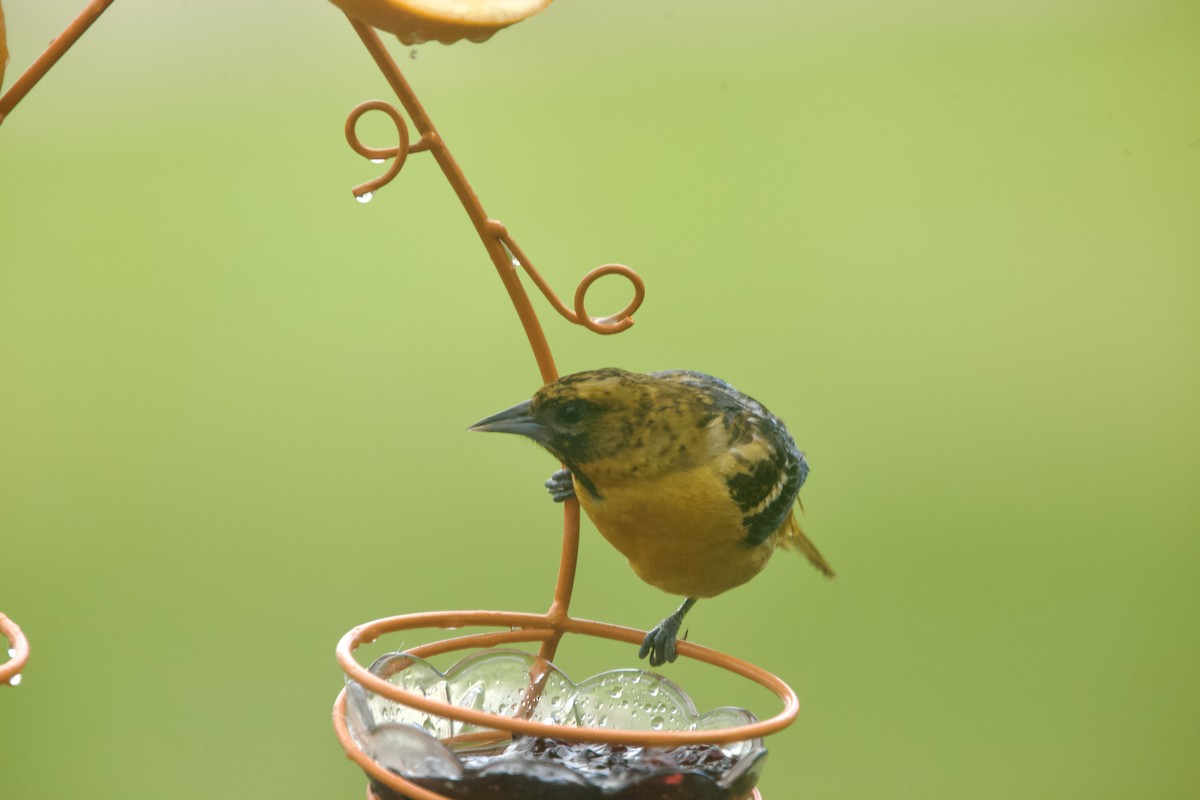 Baltimore Oriole - Paul Miller