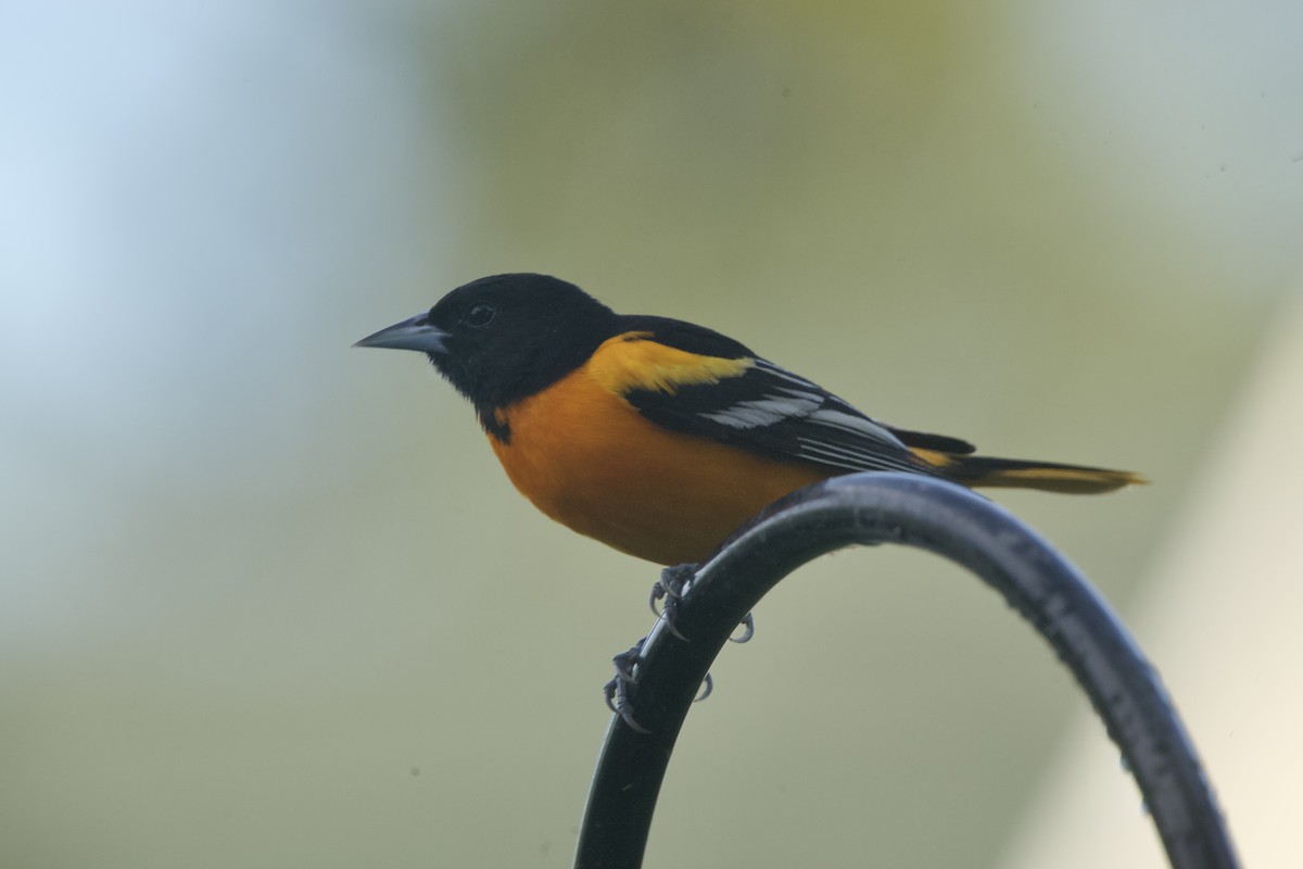 Oriole de Baltimore - ML619656637