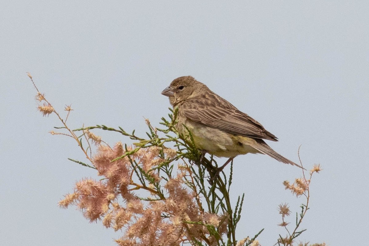 Grassland Yellow-Finch - Denis Corbeil