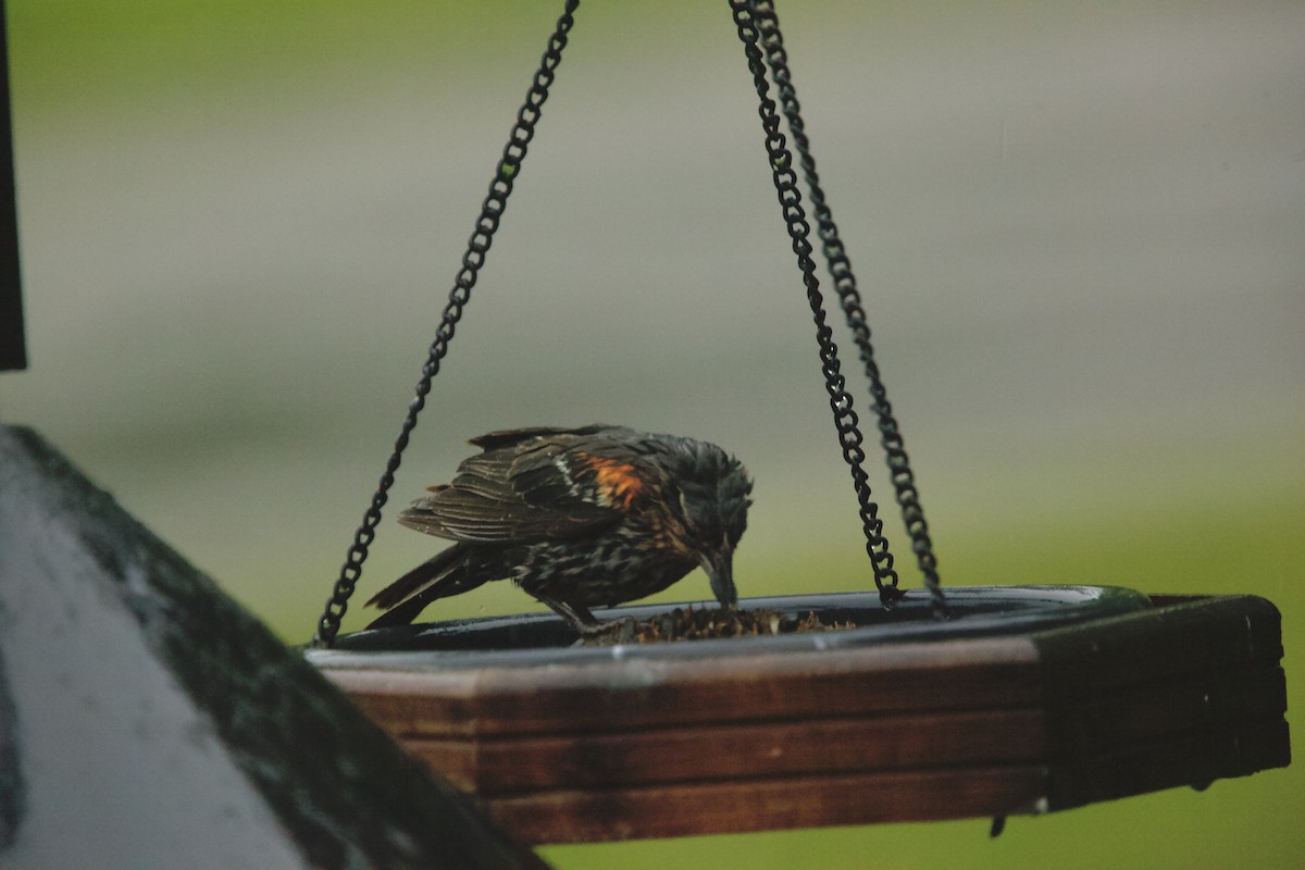 Red-winged Blackbird - Paul Miller