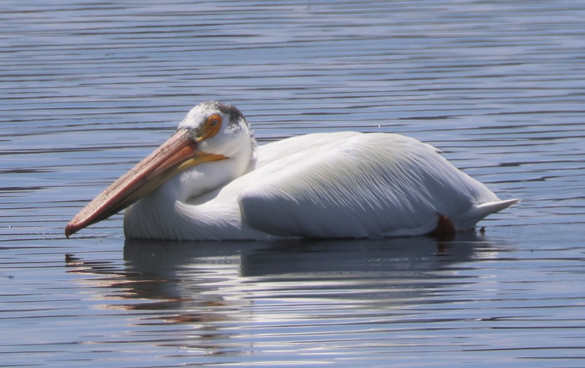 American White Pelican - Gretchen Framel