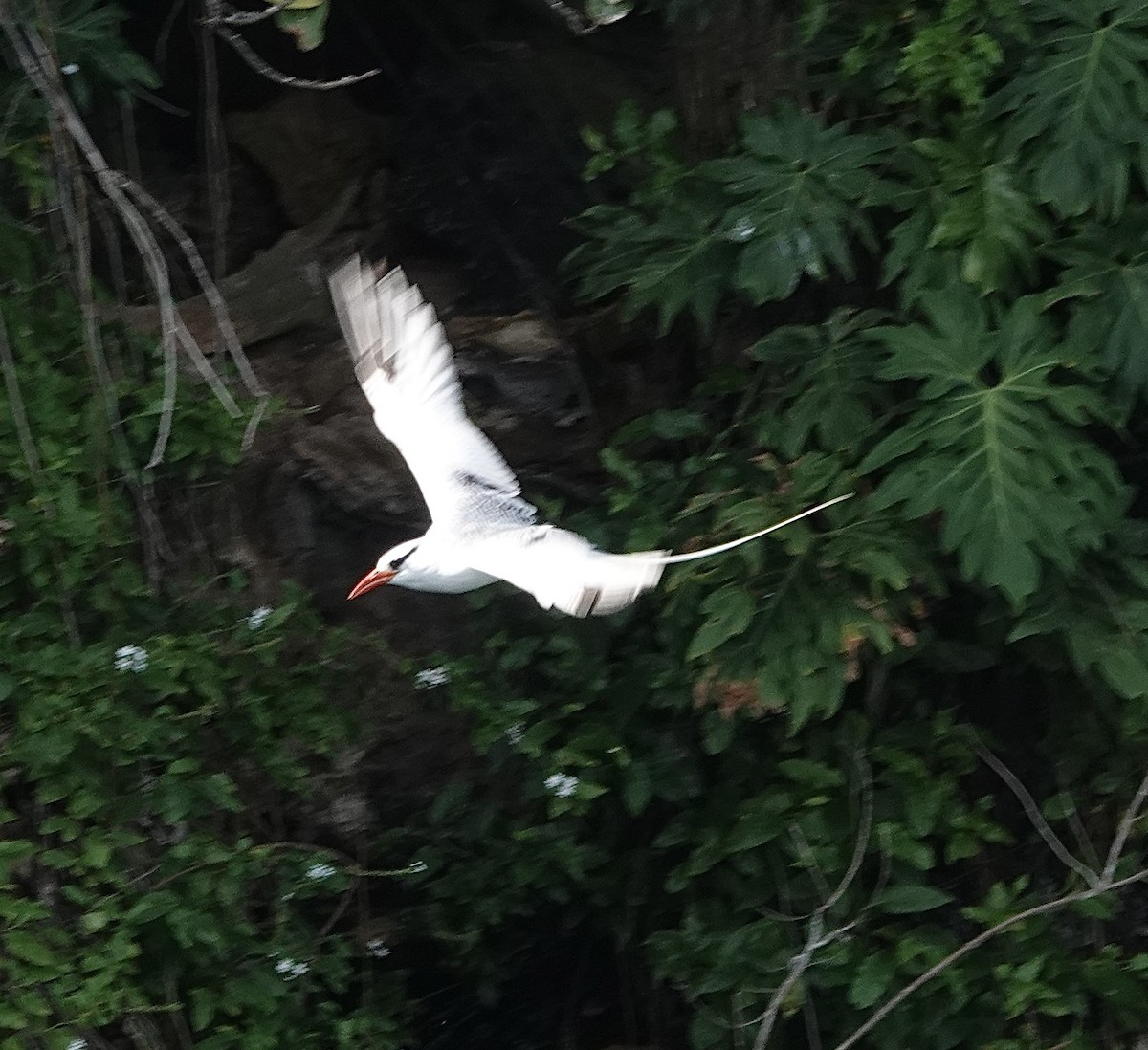 Red-billed Tropicbird - ML619656653