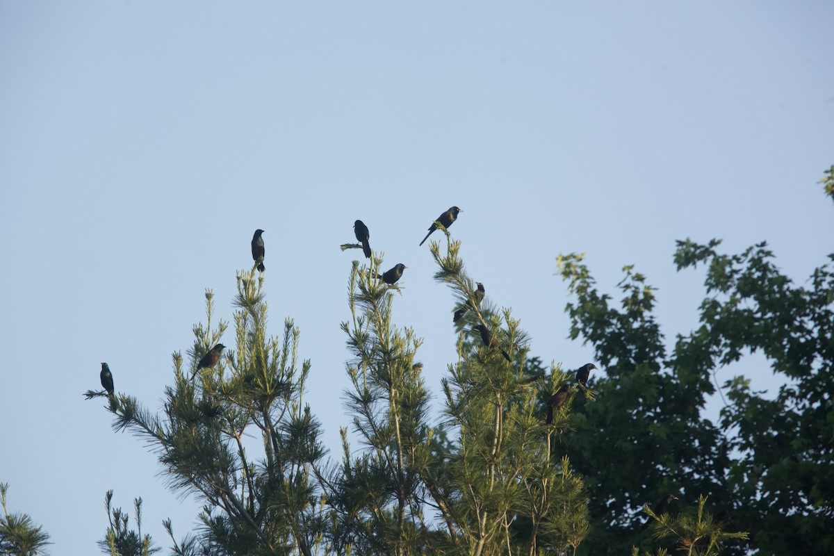 Common Grackle - Paul Miller