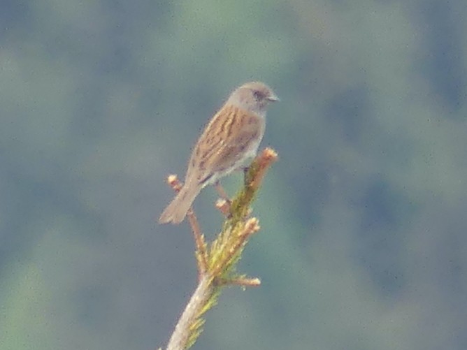 Dunnock - Eamon Corbett