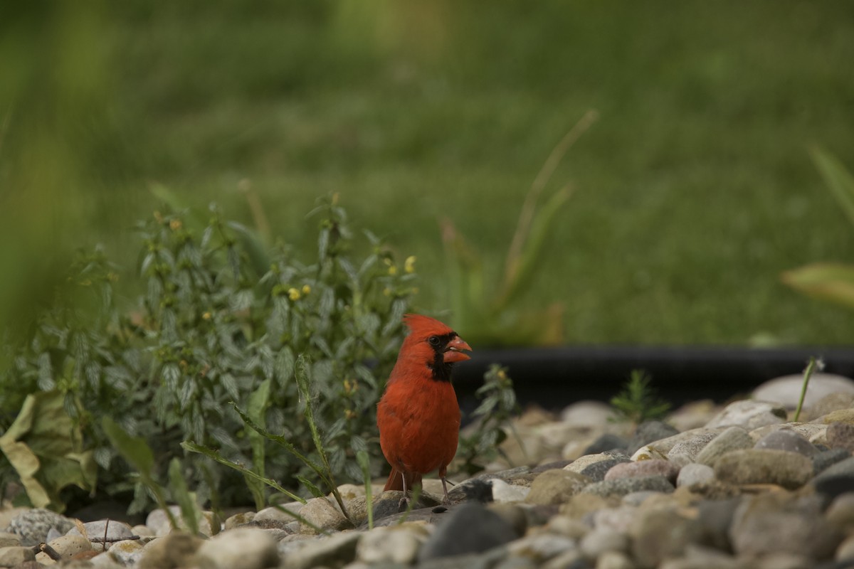 Cardinal rouge - ML619656673