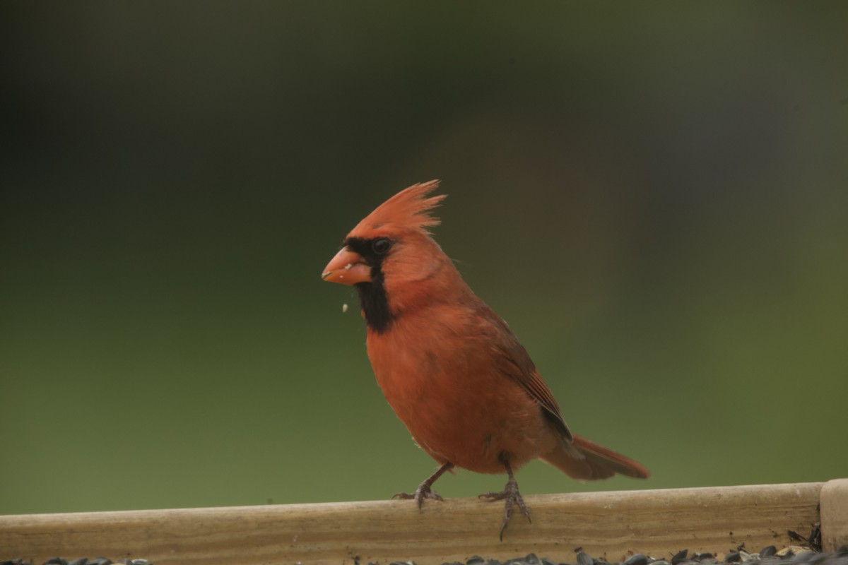 Northern Cardinal - Paul Miller