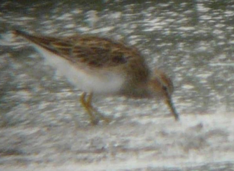 Pectoral Sandpiper - Jiří Šafránek