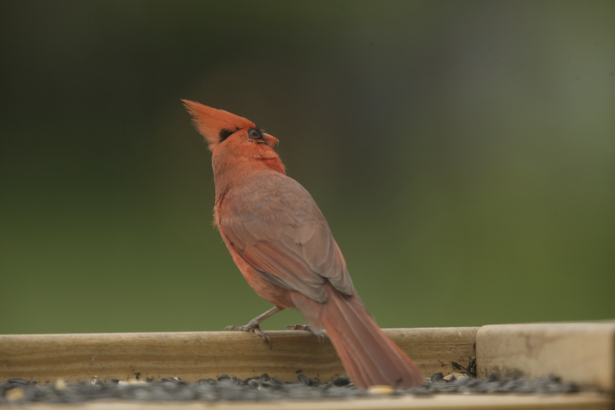 Cardinal rouge - ML619656684