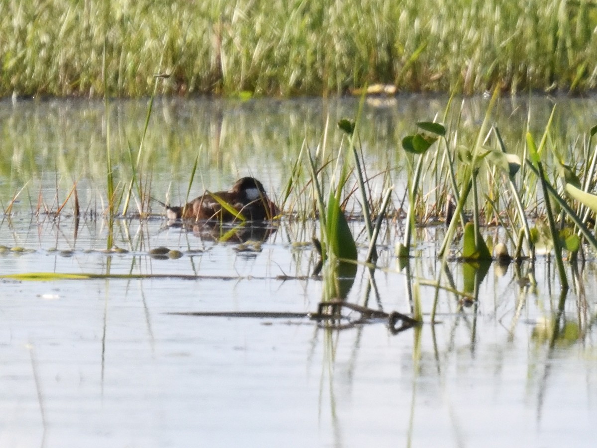 Ruddy Duck - FELIX-MARIE AFFA'A