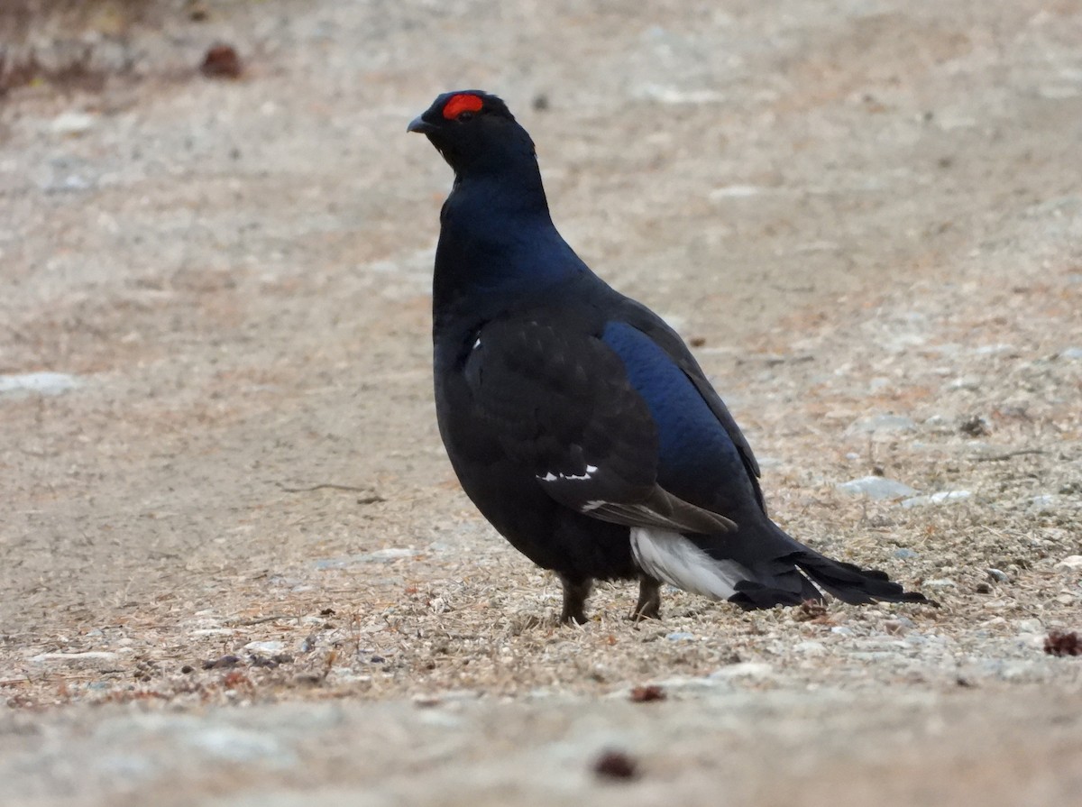 Black Grouse - Jon Iratzagorria Garay