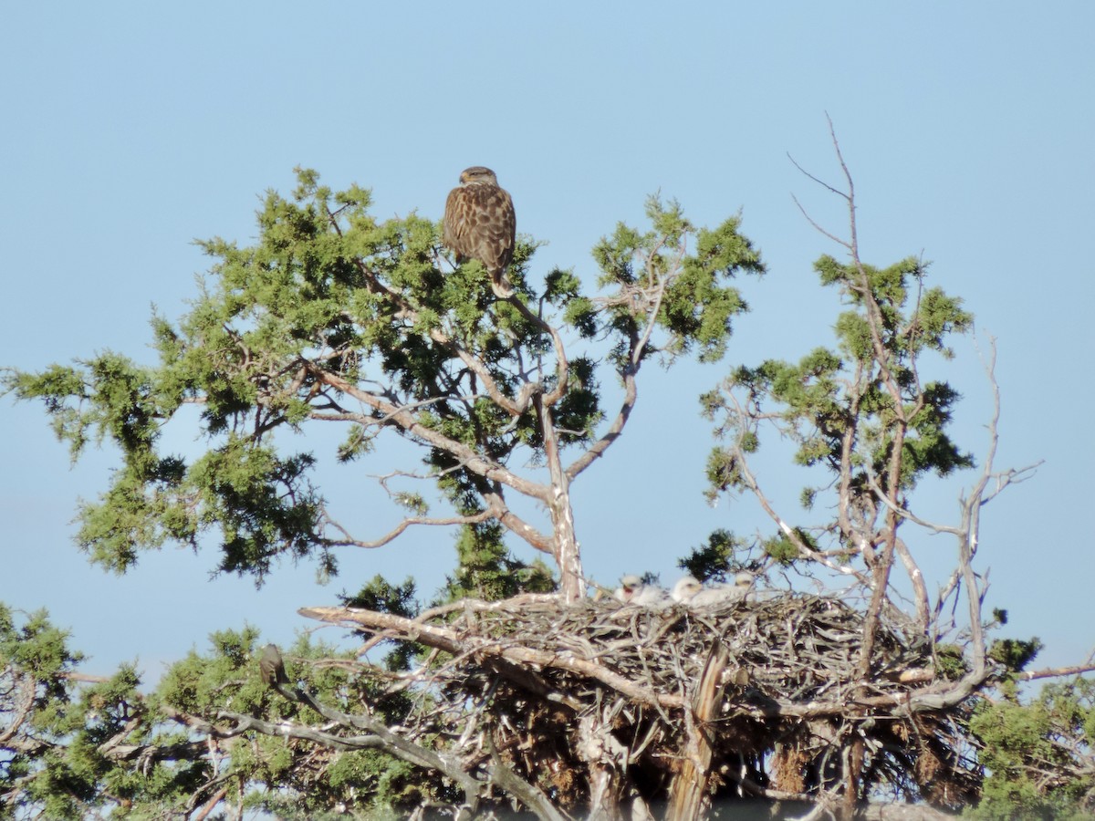 Ferruginous Hawk - Sylvia Maulding