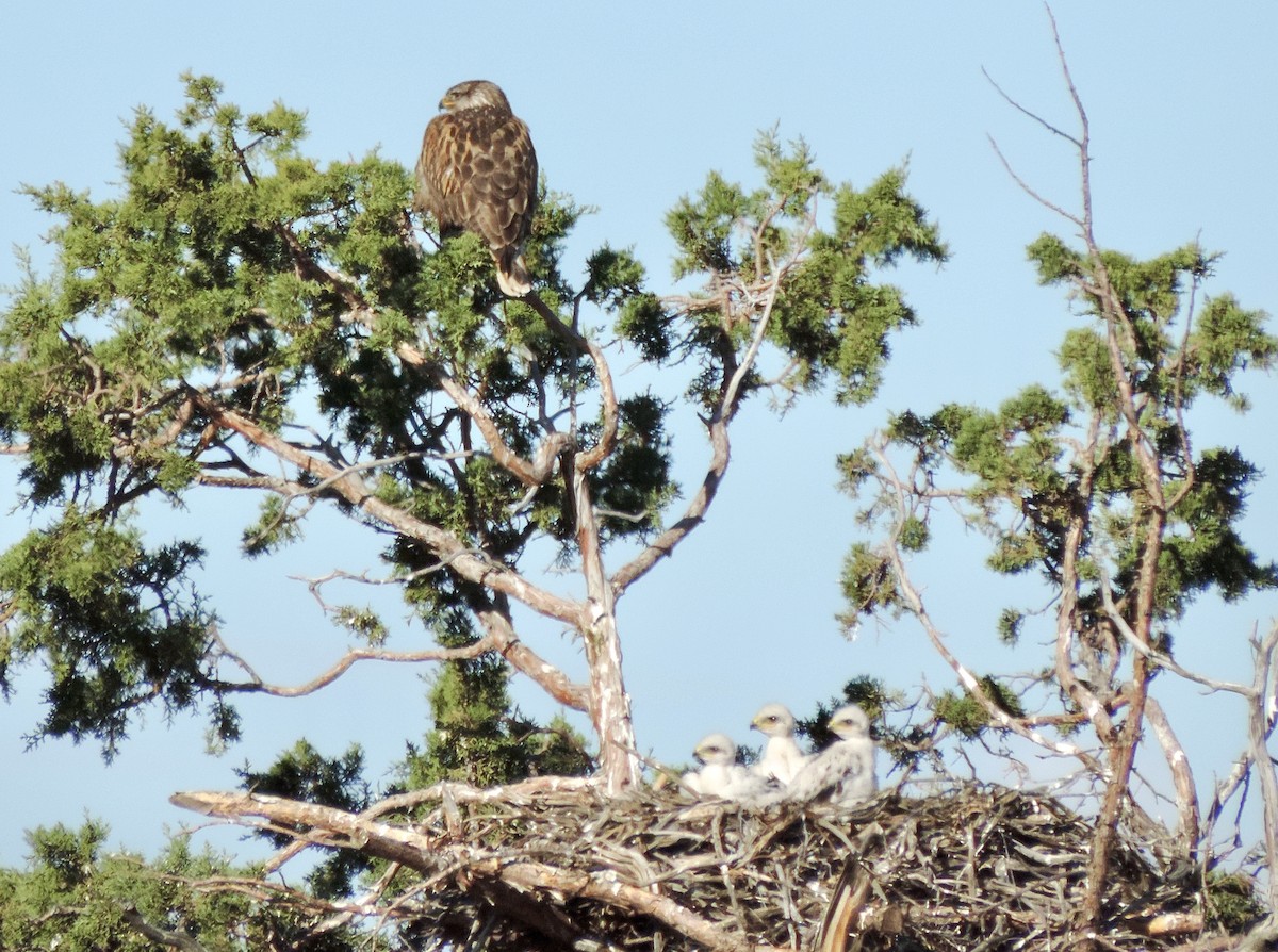 Ferruginous Hawk - Sylvia Maulding