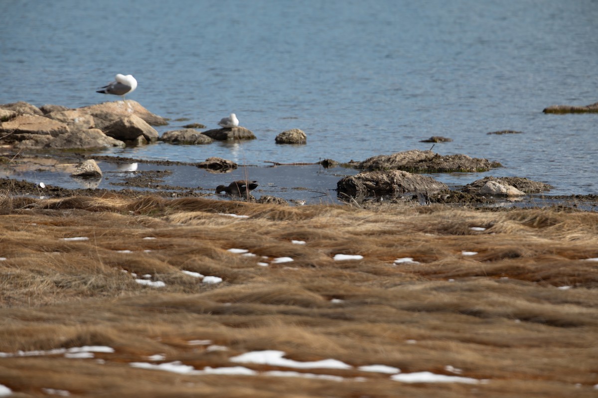 Wilson's Phalarope - Caleb Nelson