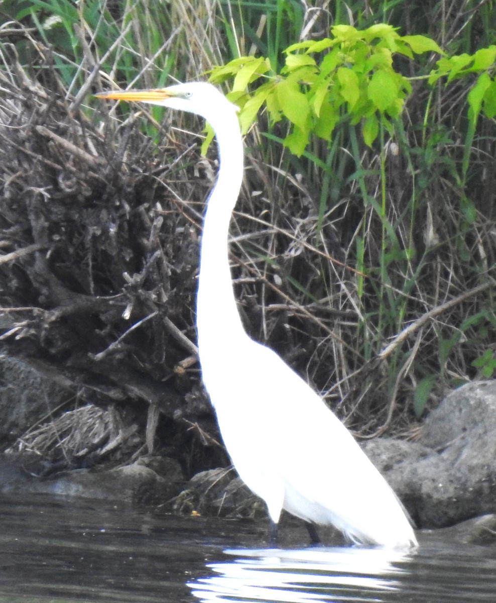 Great Egret - Lucio 'Luc' Fazio