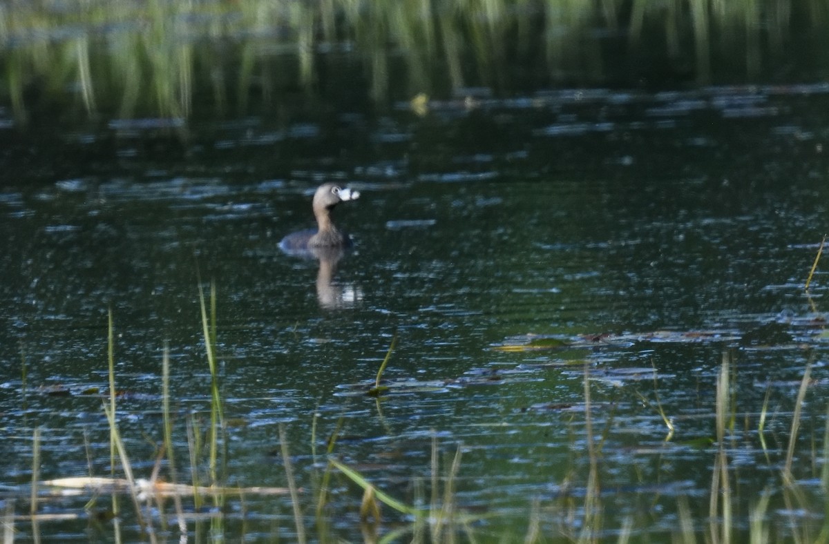 Pied-billed Grebe - FELIX-MARIE AFFA'A