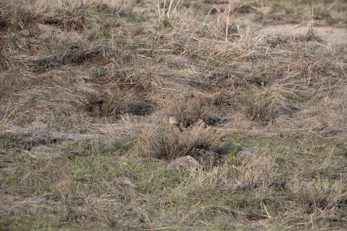 Say's Phoebe - ML619656710