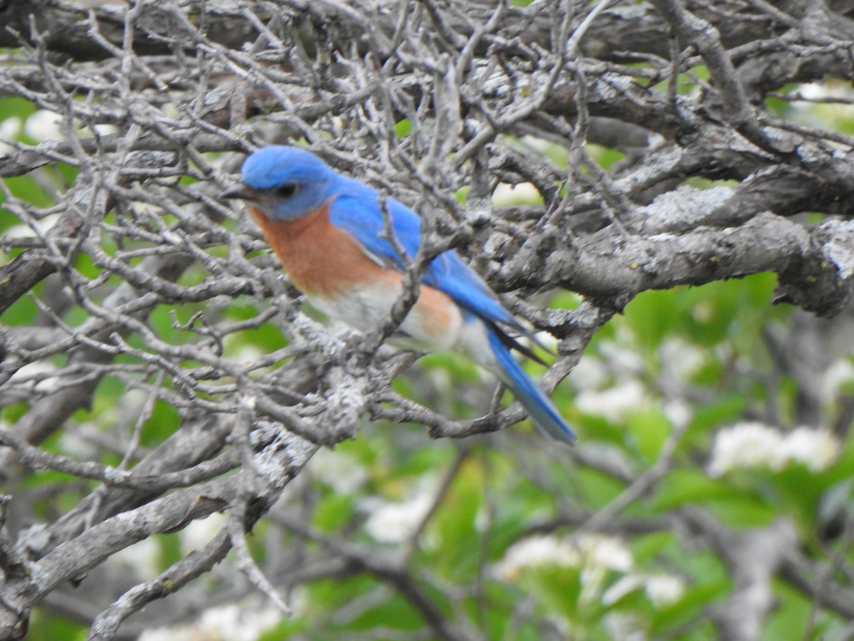 Eastern Bluebird - Liren Varghese