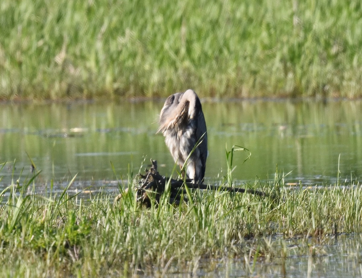 Great Blue Heron - FELIX-MARIE AFFA'A