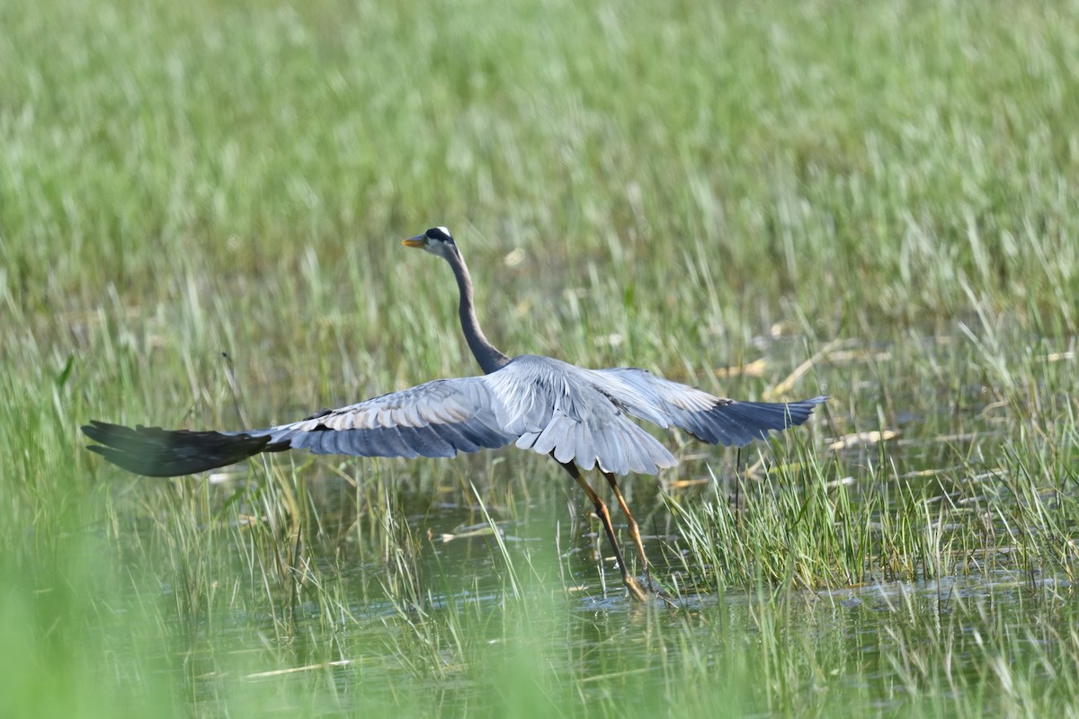 Great Blue Heron - FELIX-MARIE AFFA'A