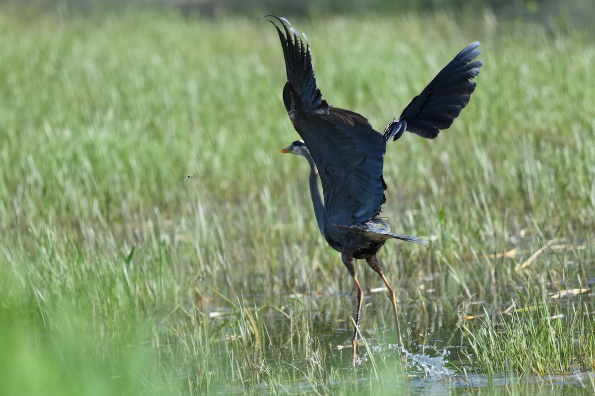 Great Blue Heron - FELIX-MARIE AFFA'A