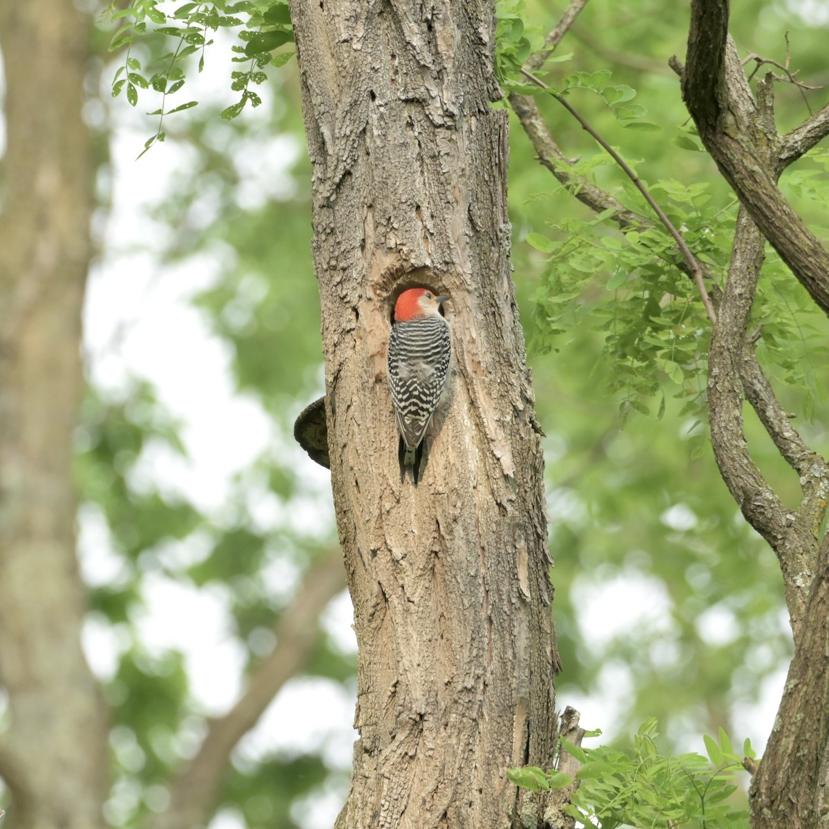 Red-bellied Woodpecker - Justin Riley