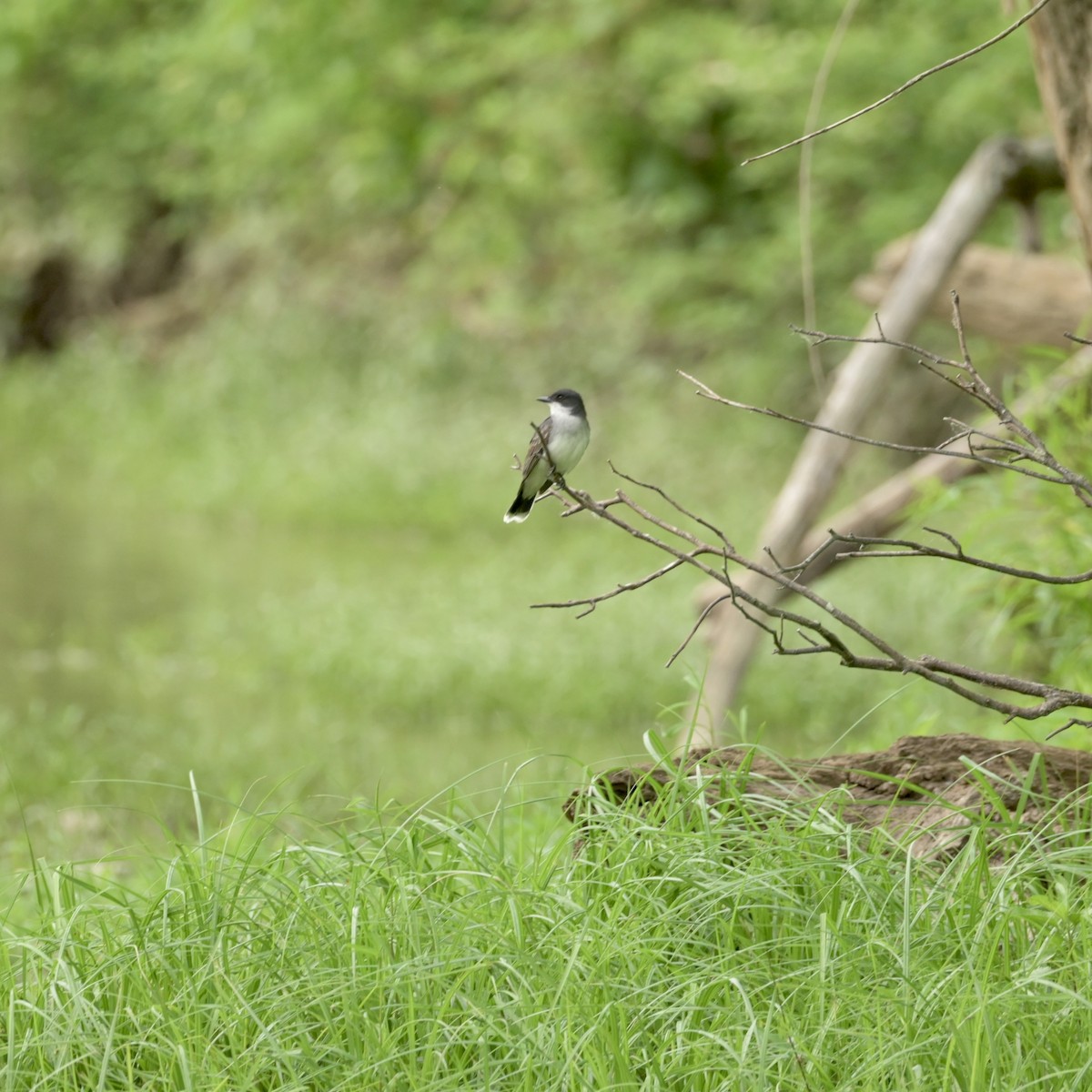 Eastern Kingbird - Justin Riley