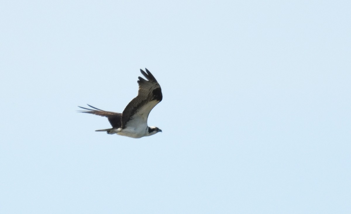 Osprey - FELIX-MARIE AFFA'A