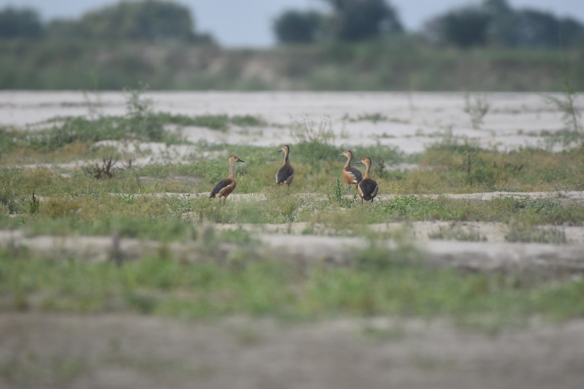 Lesser Whistling-Duck - Gyanchandra Gyani