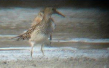 Pectoral Sandpiper - Jiří Šafránek