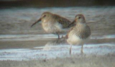 Pectoral Sandpiper - Jiří Šafránek