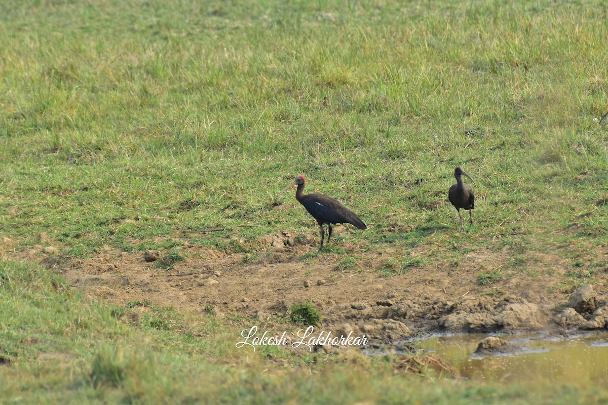 Red-naped Ibis - ML619656727