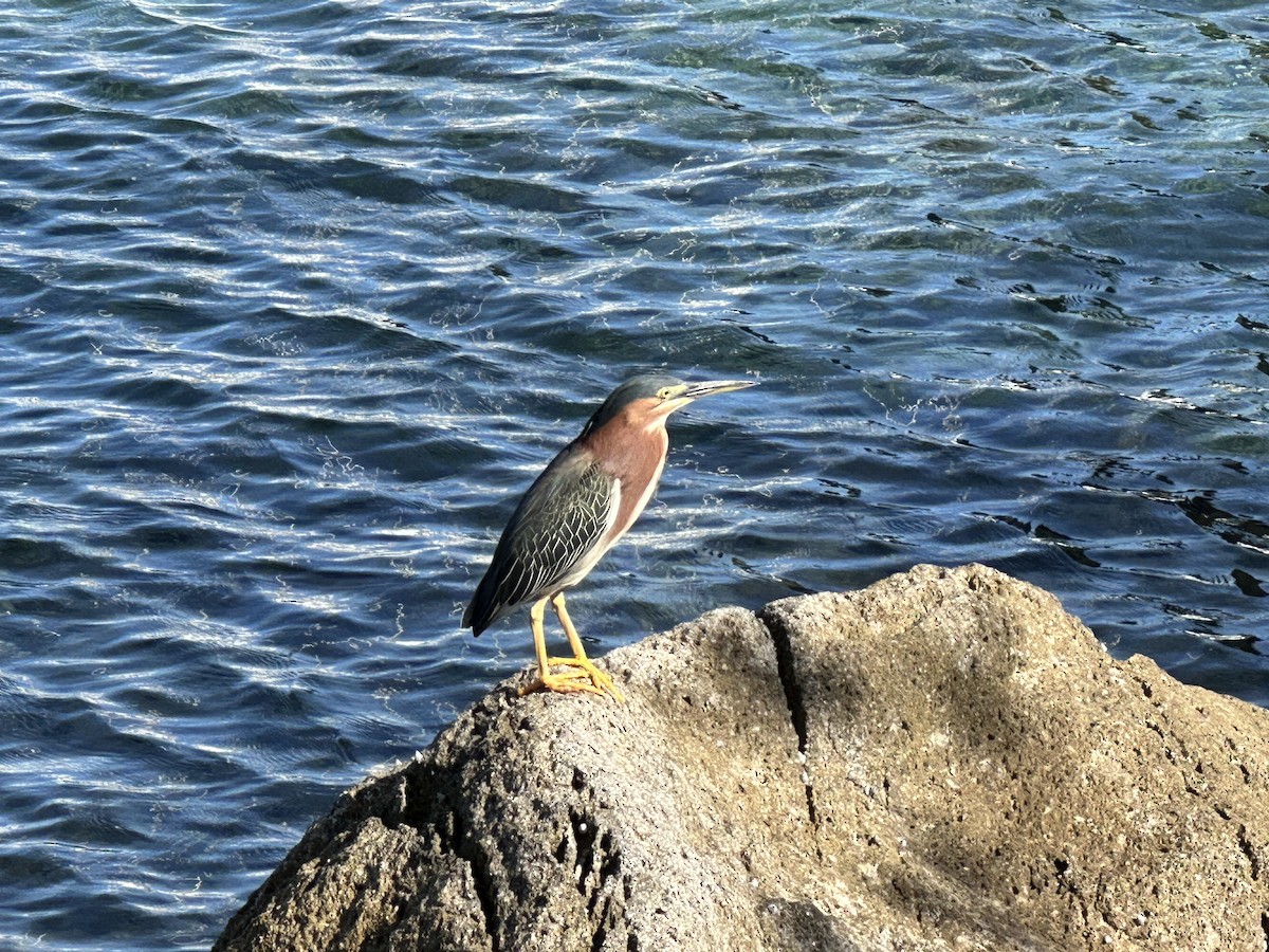 Green Heron - Cole Ruberti