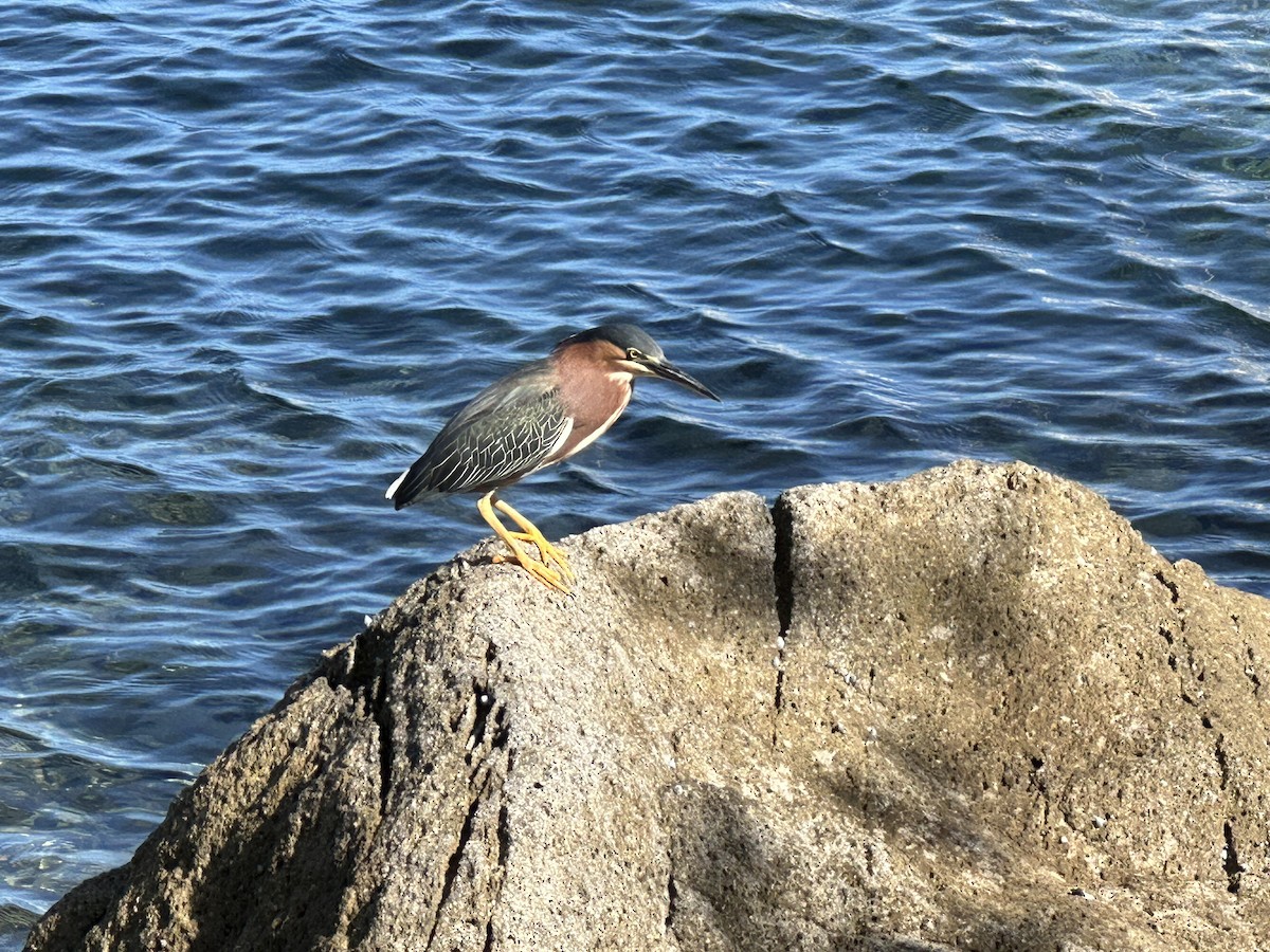 Green Heron - Cole Ruberti