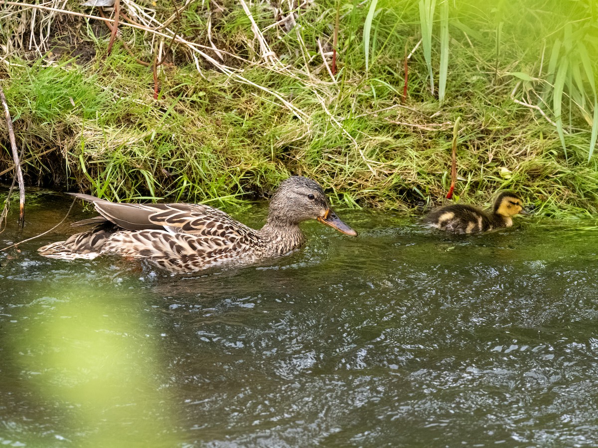 Mallard - ML619656732