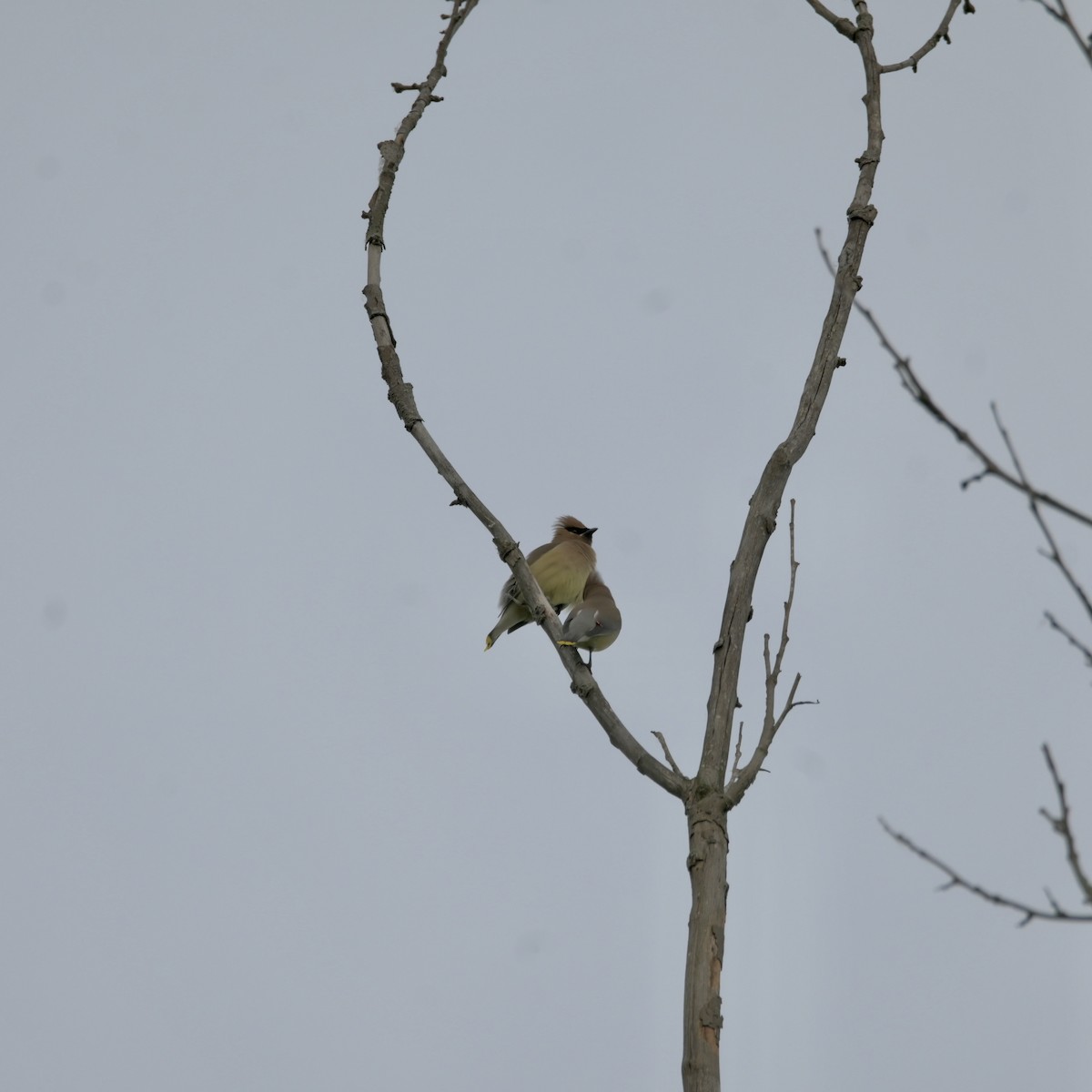 Cedar Waxwing - ML619656735