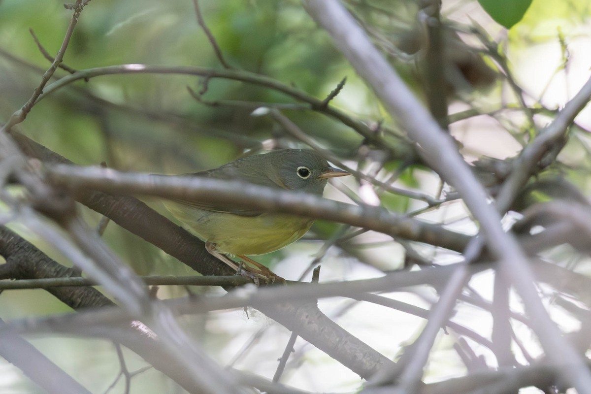 Connecticut Warbler - County Lister Brendan