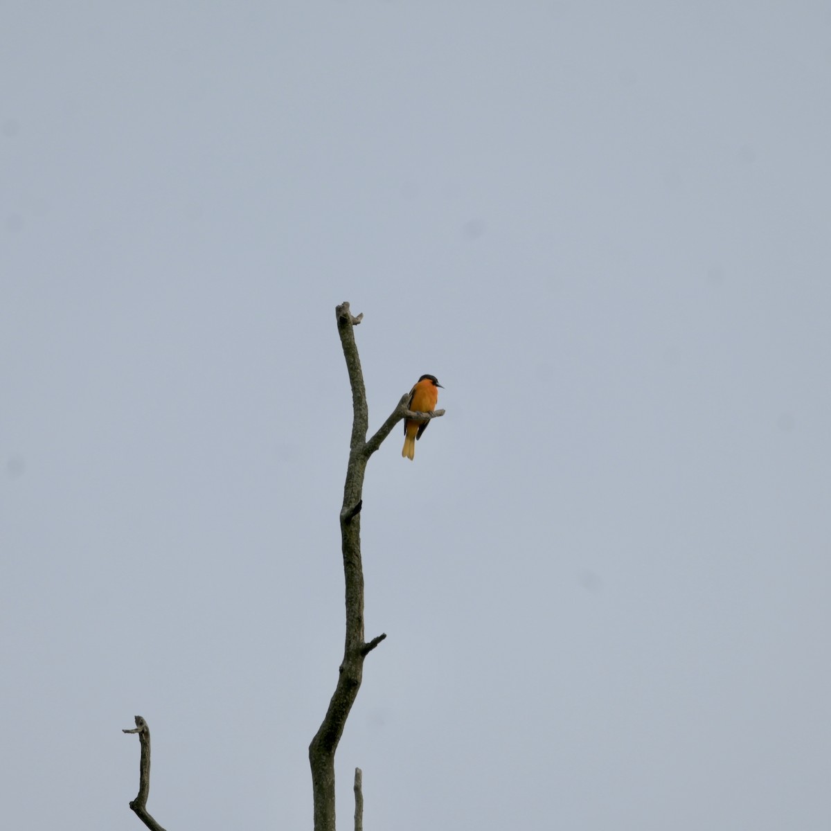 Baltimore Oriole - Justin Riley