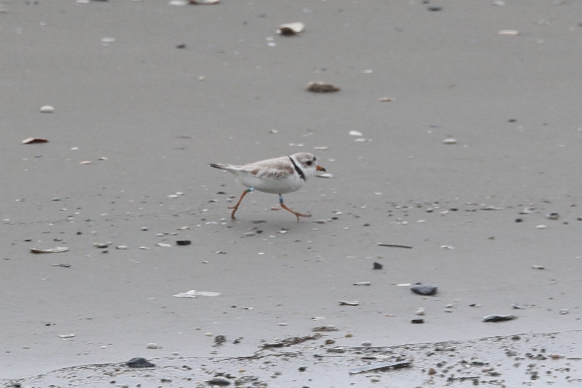 Piping Plover - Darcy Pinotti