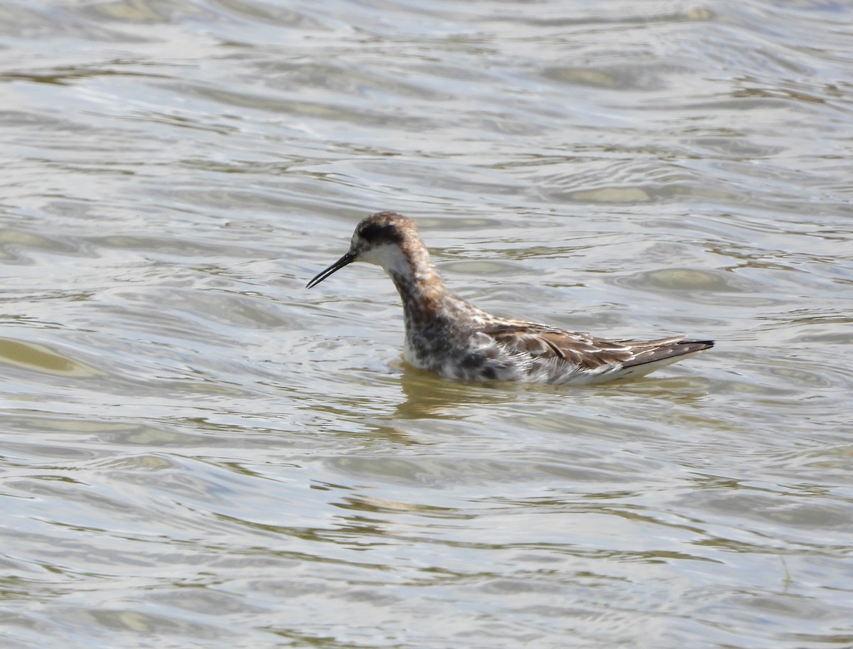 Phalarope à bec étroit - ML619656742