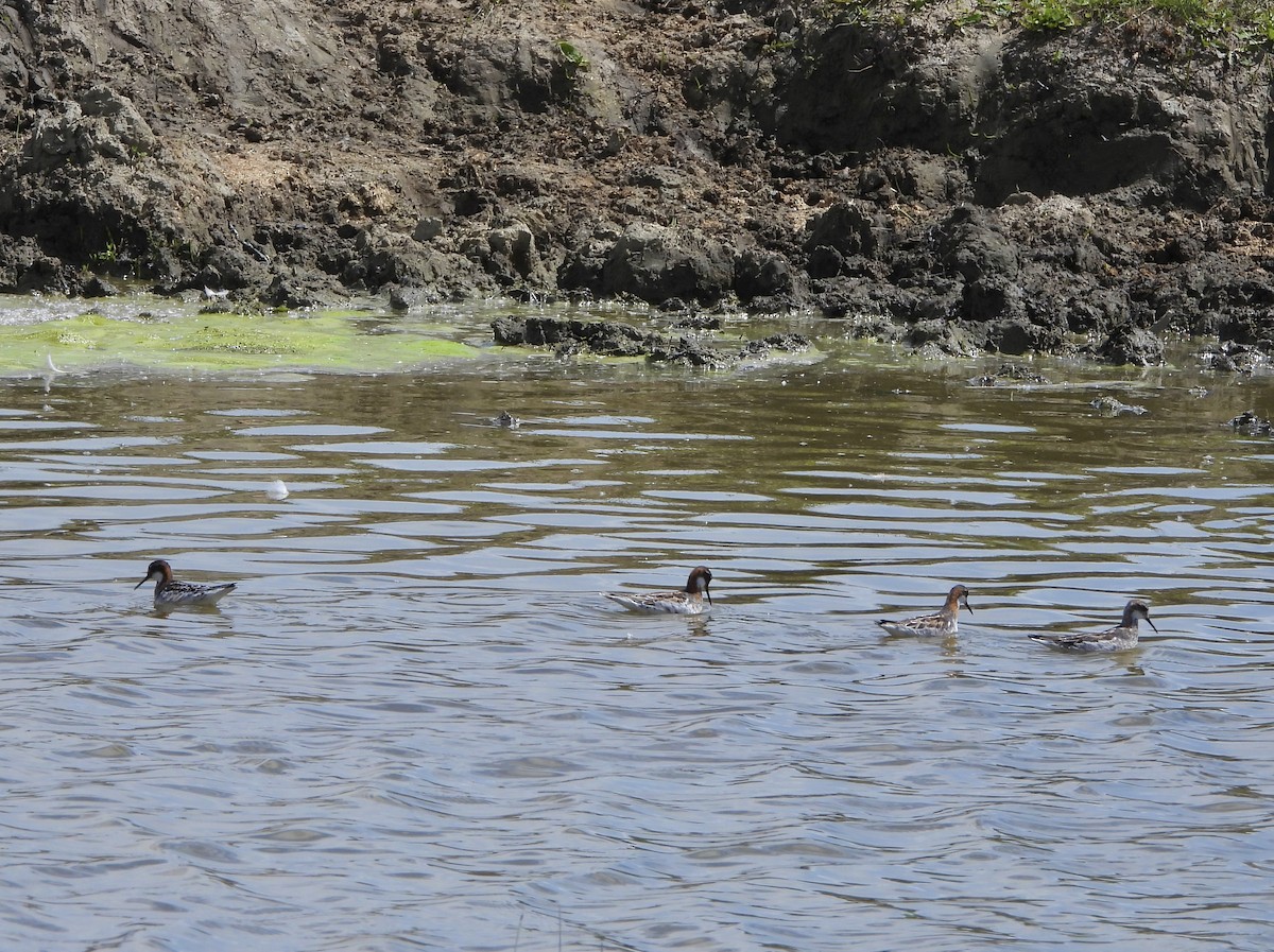 Phalarope à bec étroit - ML619656743