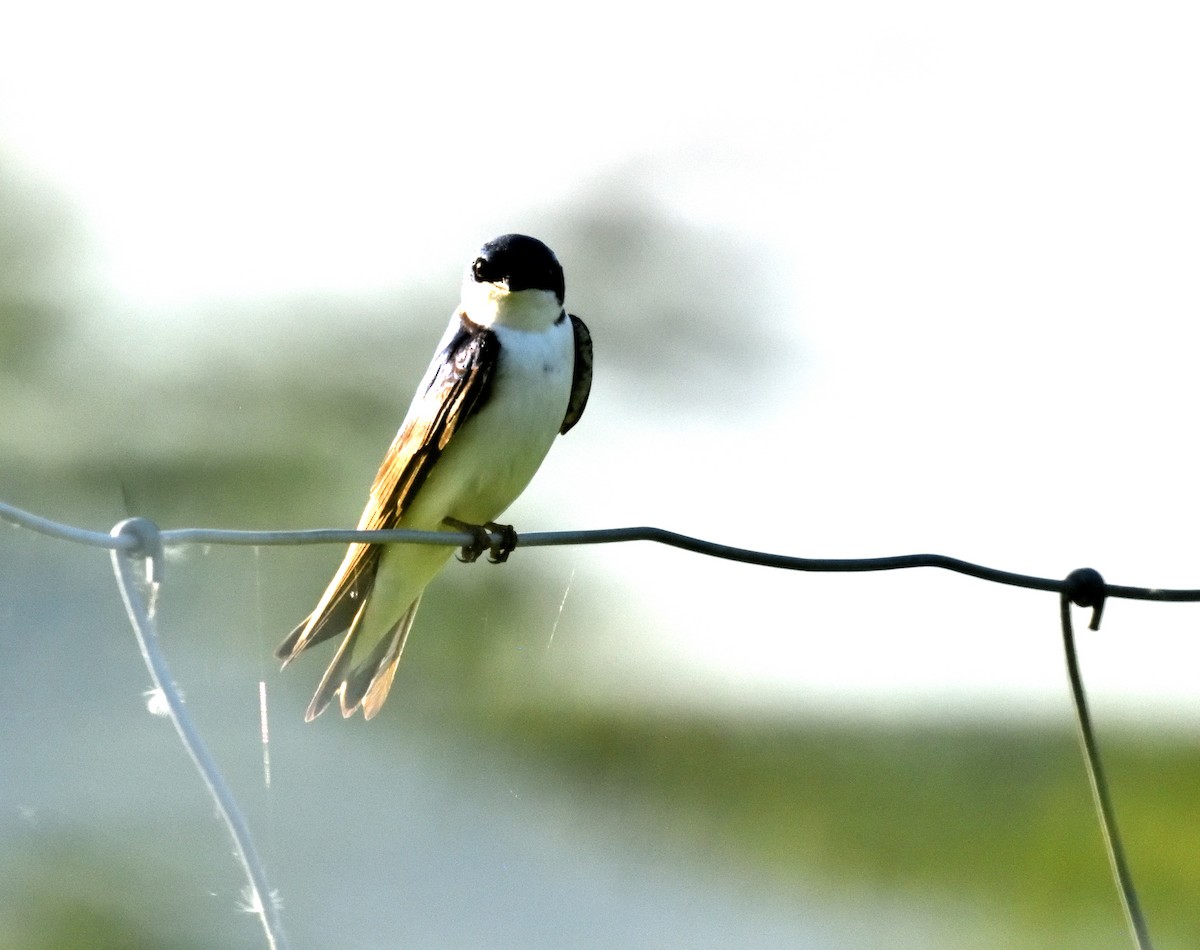 Tree Swallow - FELIX-MARIE AFFA'A