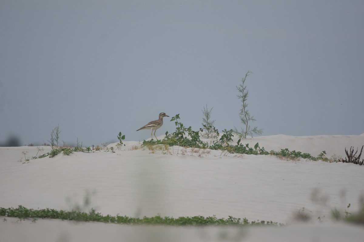 Indian Thick-knee - ML619656748