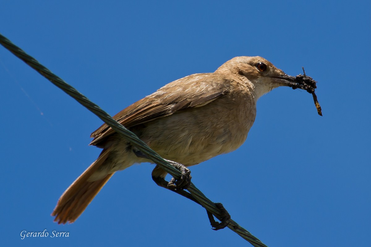 Rufous Hornero - Gerardo Serra