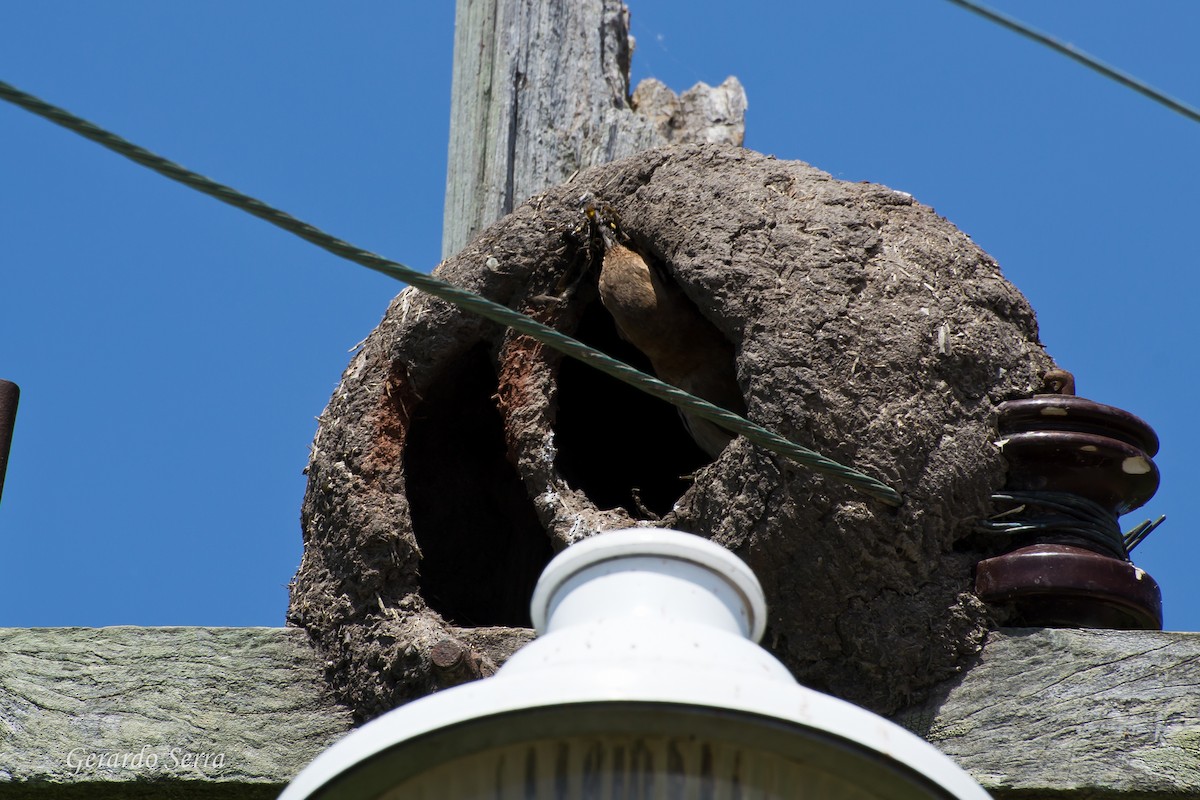 Rufous Hornero - Gerardo Serra