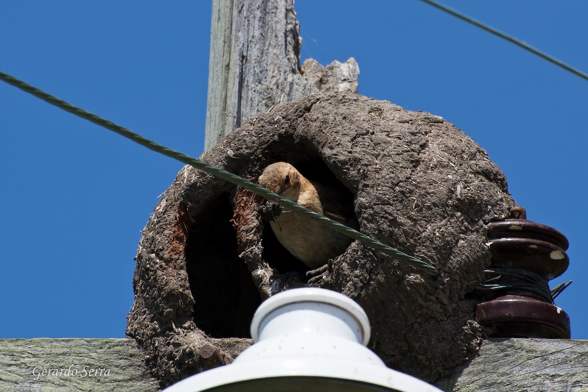 Rufous Hornero - Gerardo Serra