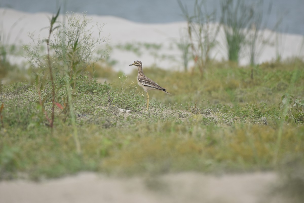 Indian Thick-knee - Gyanchandra Gyani